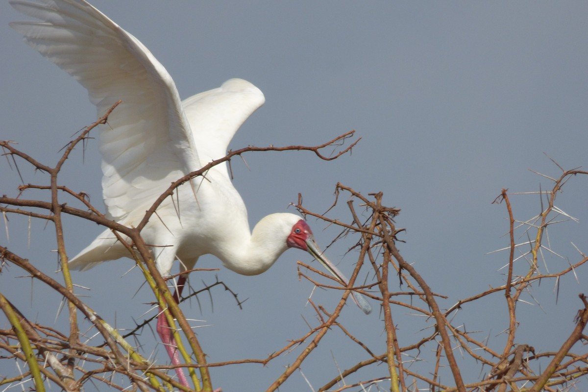 African Spoonbill - ML50621211