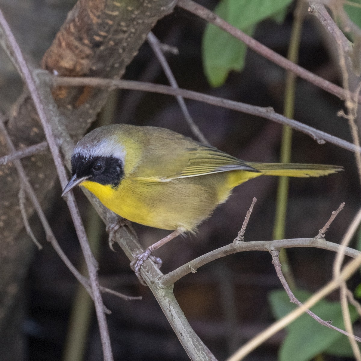 Hooded Yellowthroat - ML506212251