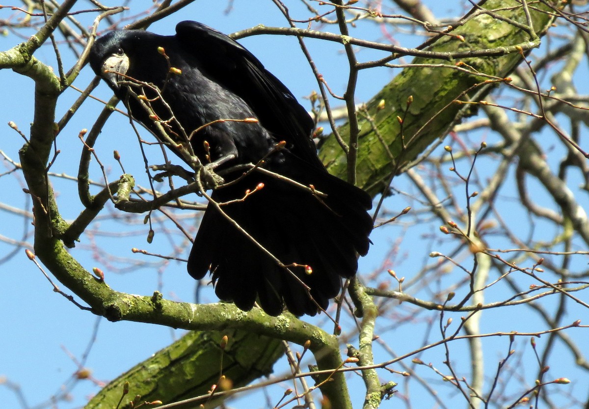 Corbeau freux - ML50621231