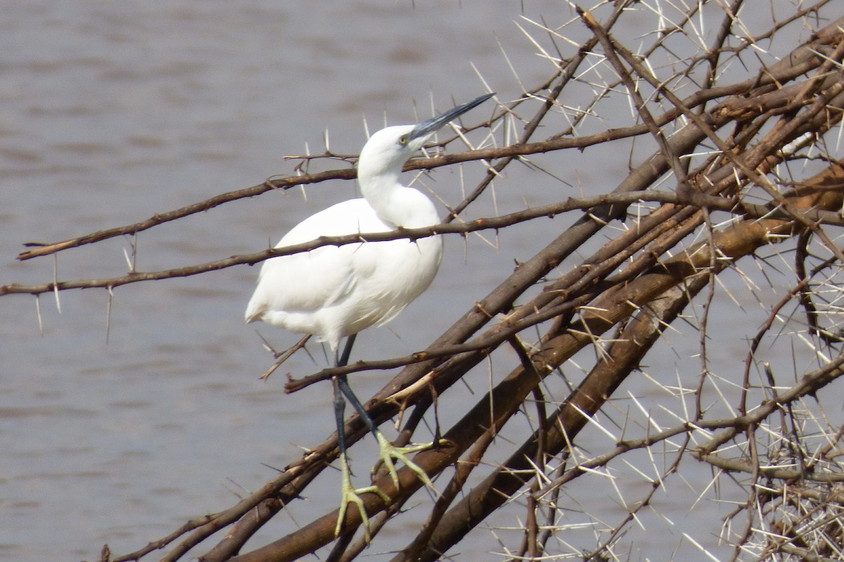 Little Egret - ML50621251