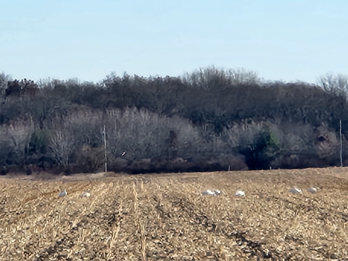 Trumpeter Swan - ML506212931