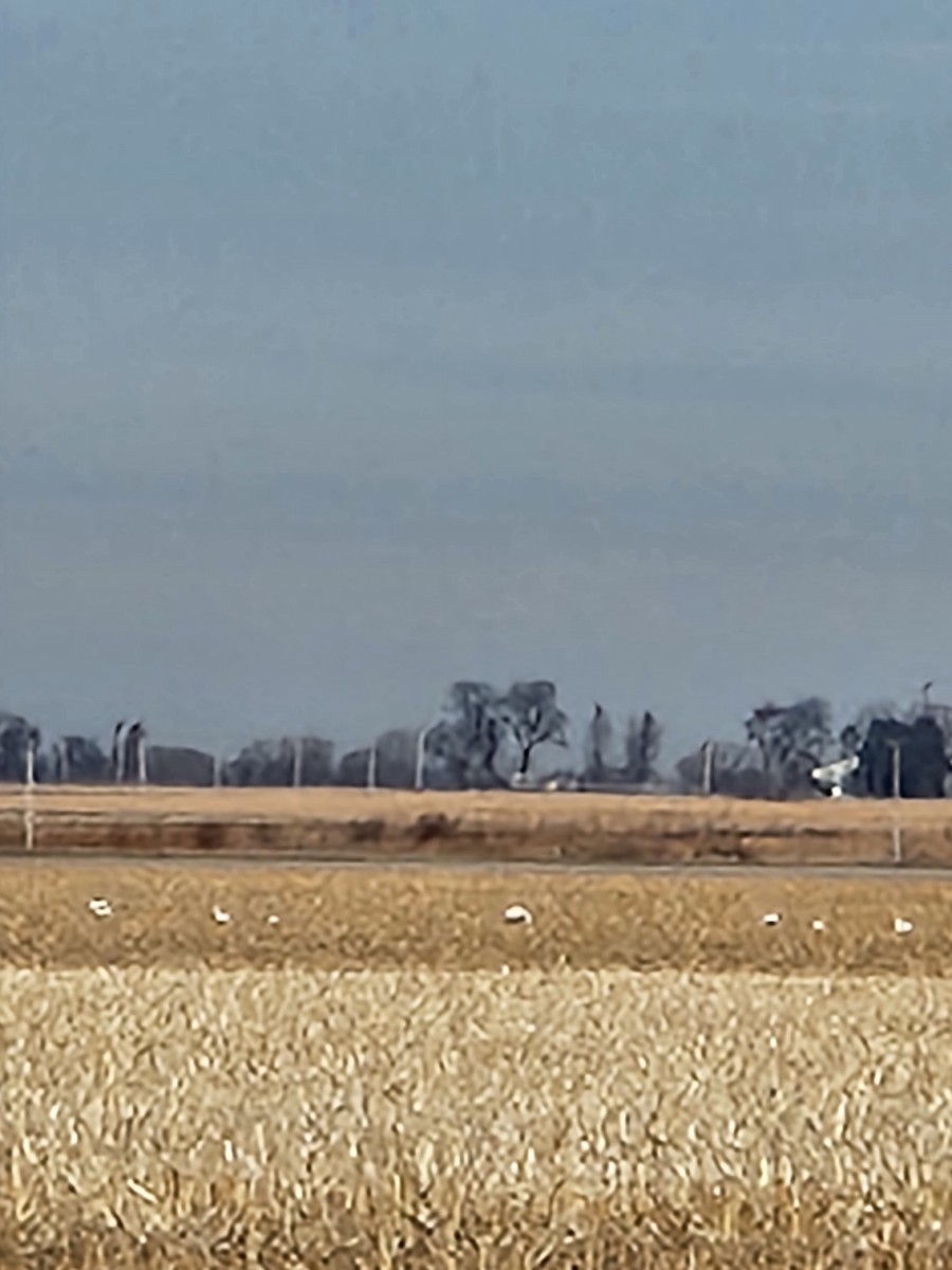 Trumpeter Swan - ML506212941