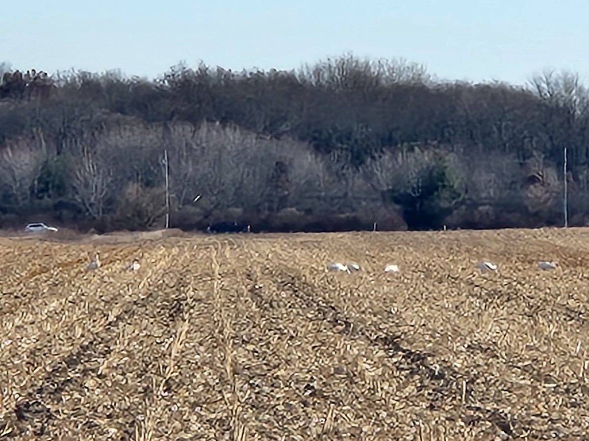 Trumpeter Swan - ML506212961