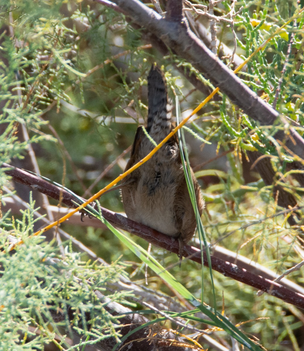 Marsh Wren - ML506213081