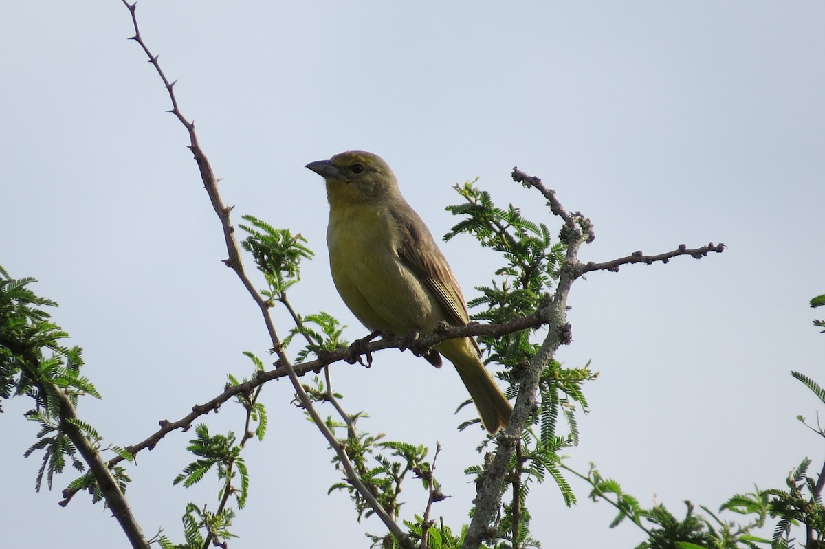 Hepatic Tanager (Lowland) - ML506214151