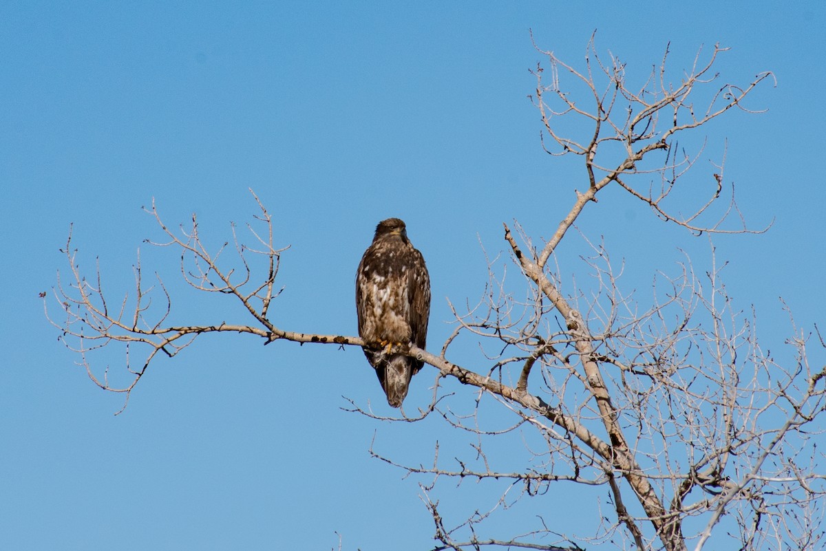 Bald Eagle - ML506214461