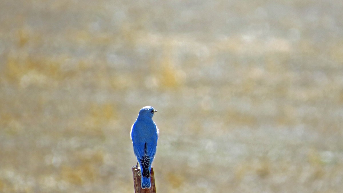 Mountain Bluebird - ML50621521