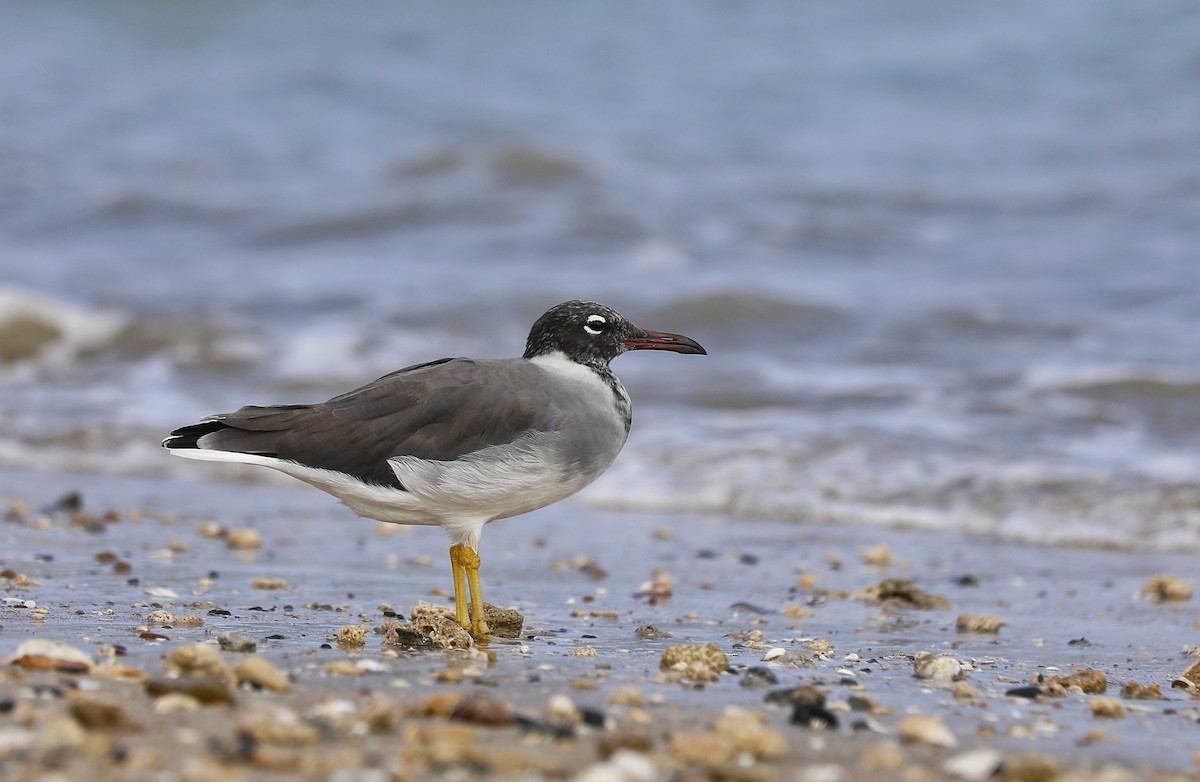 White-eyed Gull - Majbah Mishu