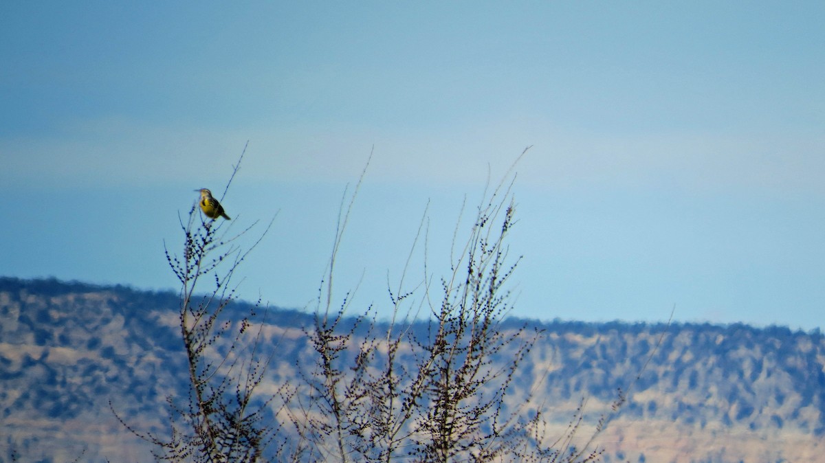 Western Meadowlark - ML50621741