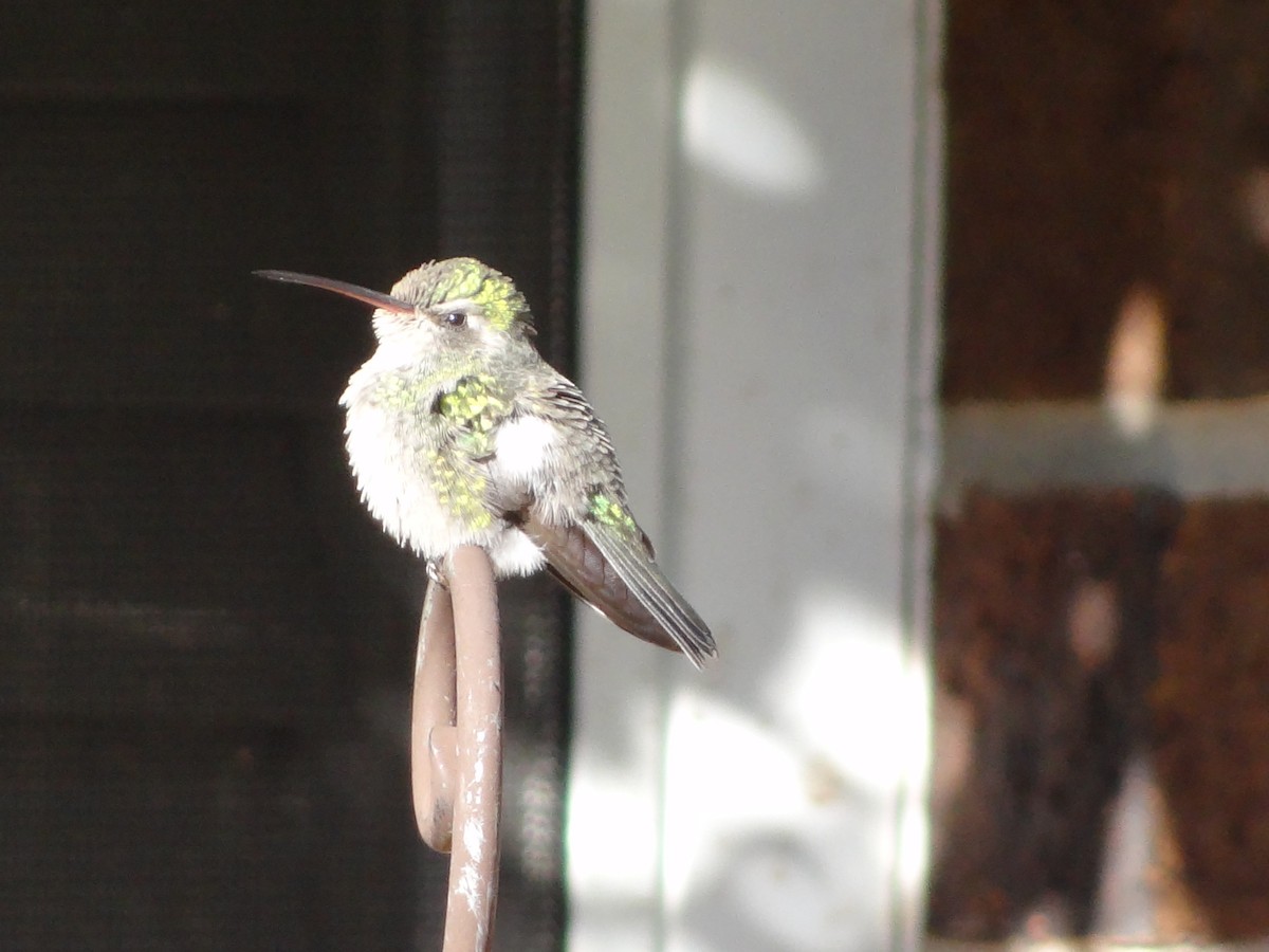 Broad-billed Hummingbird - ML506217581