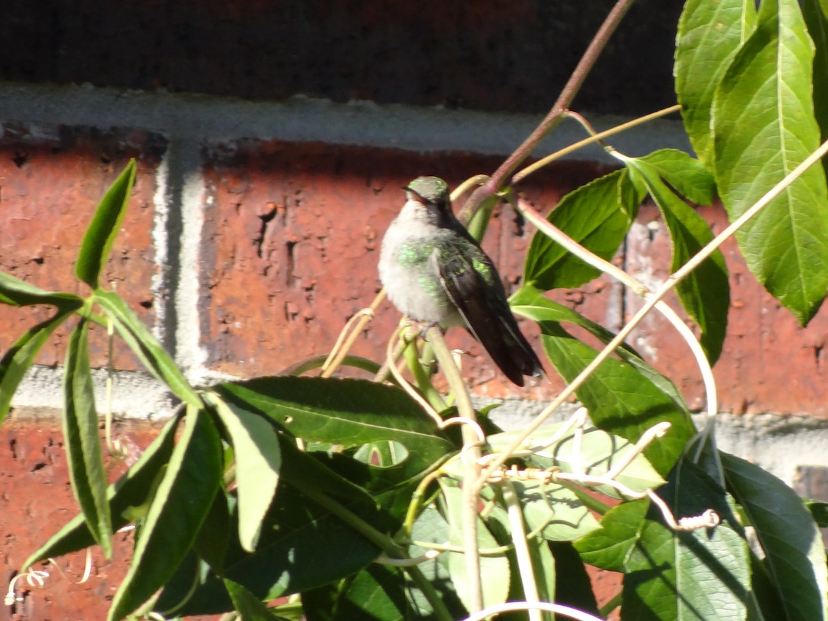 Colibrí Piquiancho Común - ML506217591