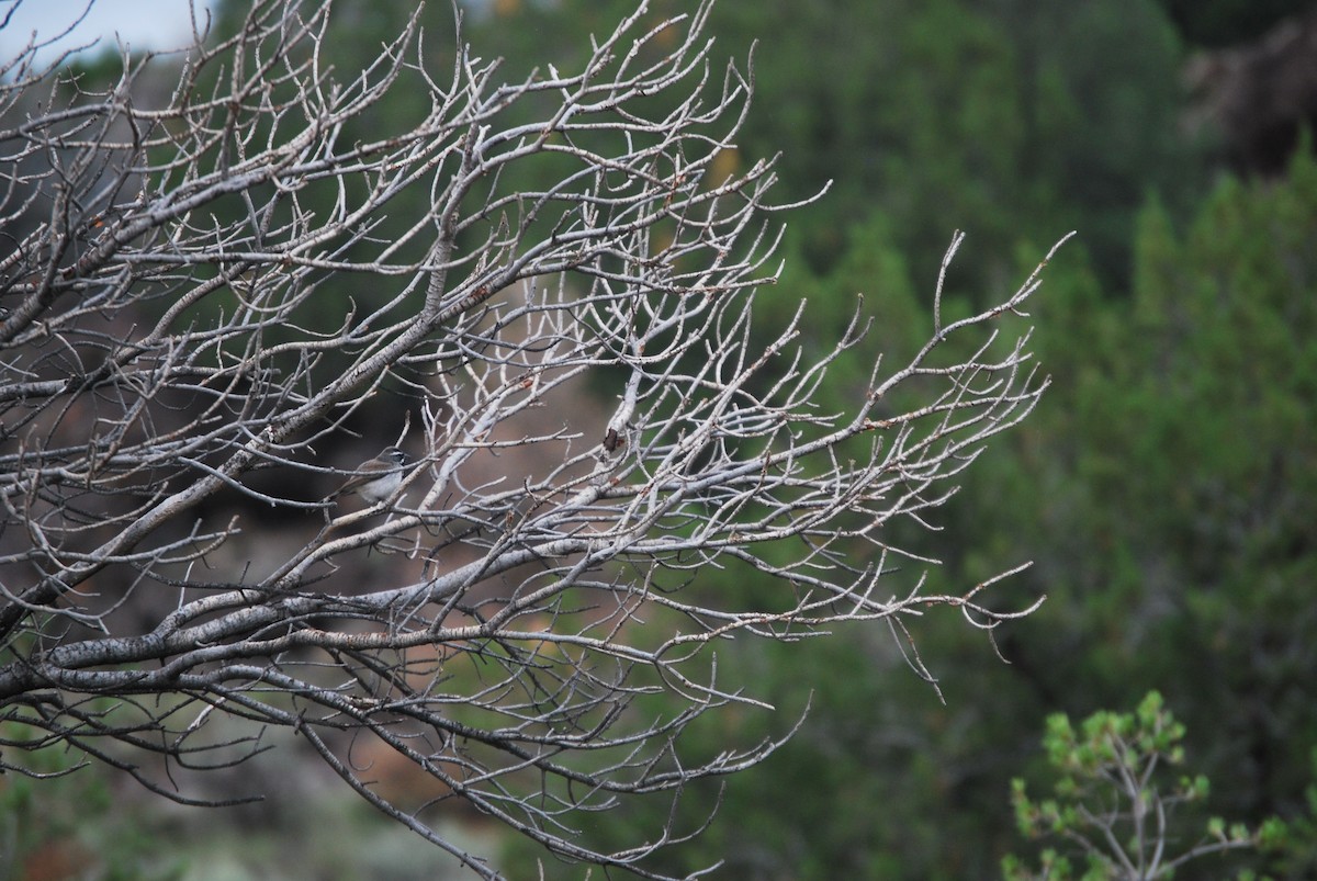 Black-throated Sparrow - ML506217781