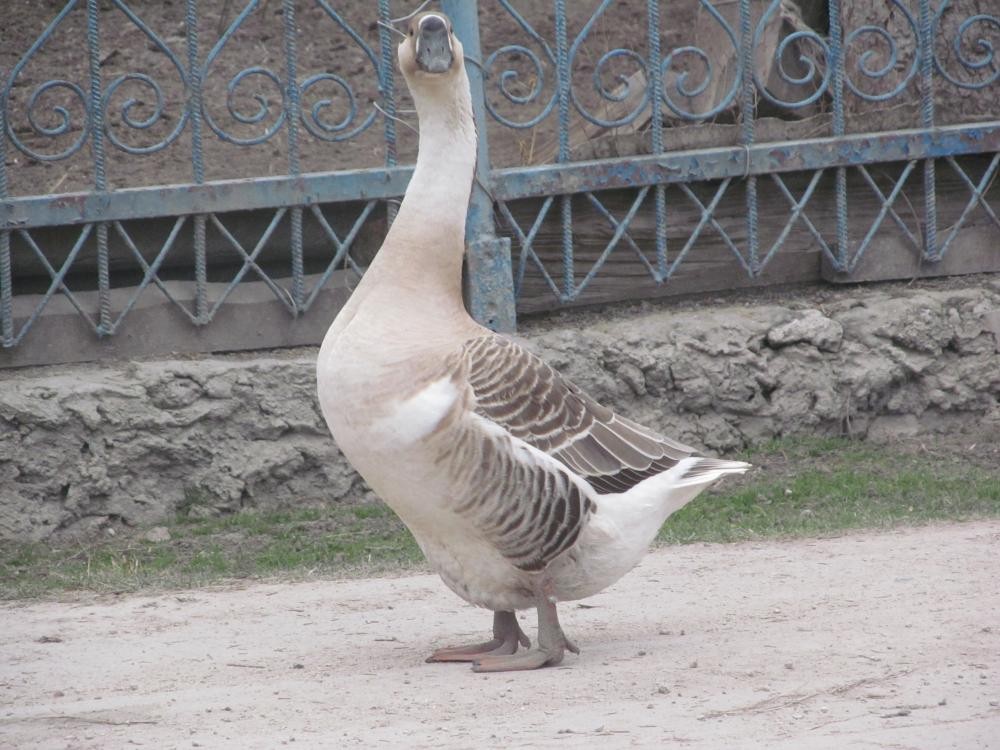 Swan Goose (Domestic type) - ML50621951