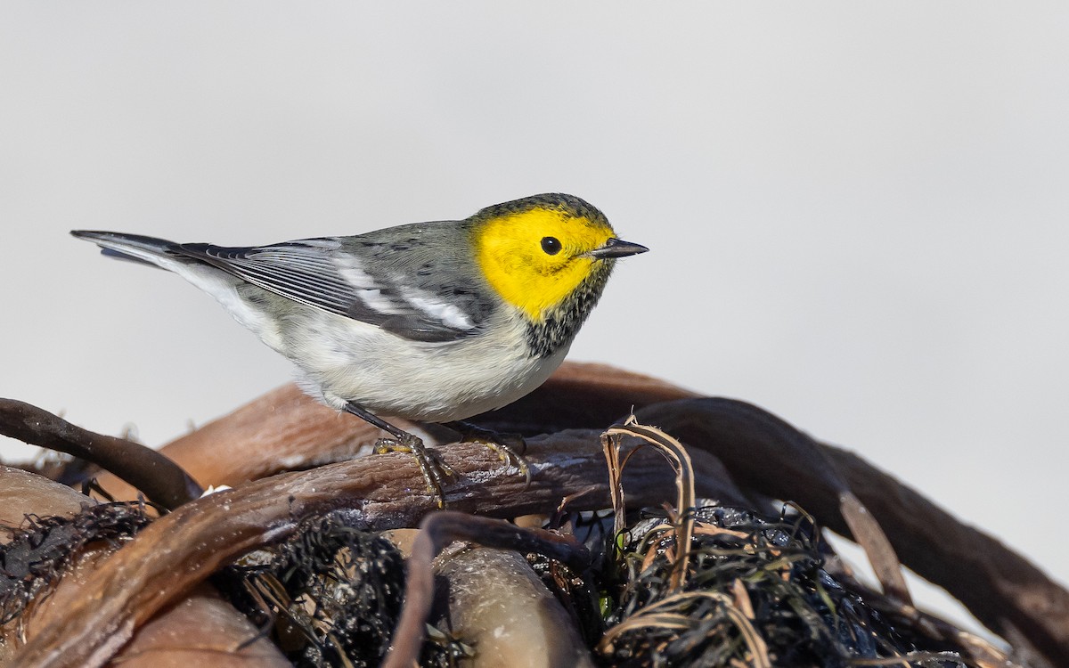 Hermit Warbler - ML506221911