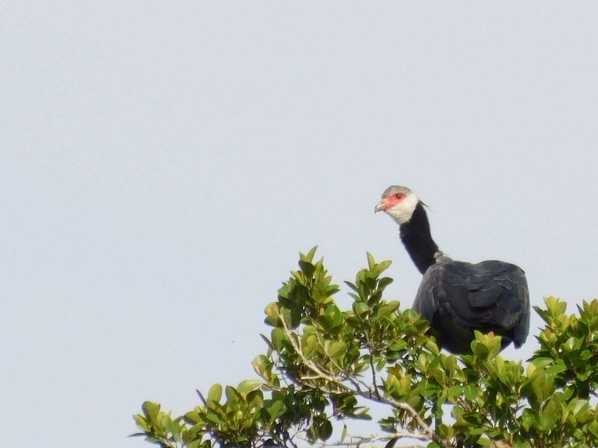 Northern Screamer - ML506222401