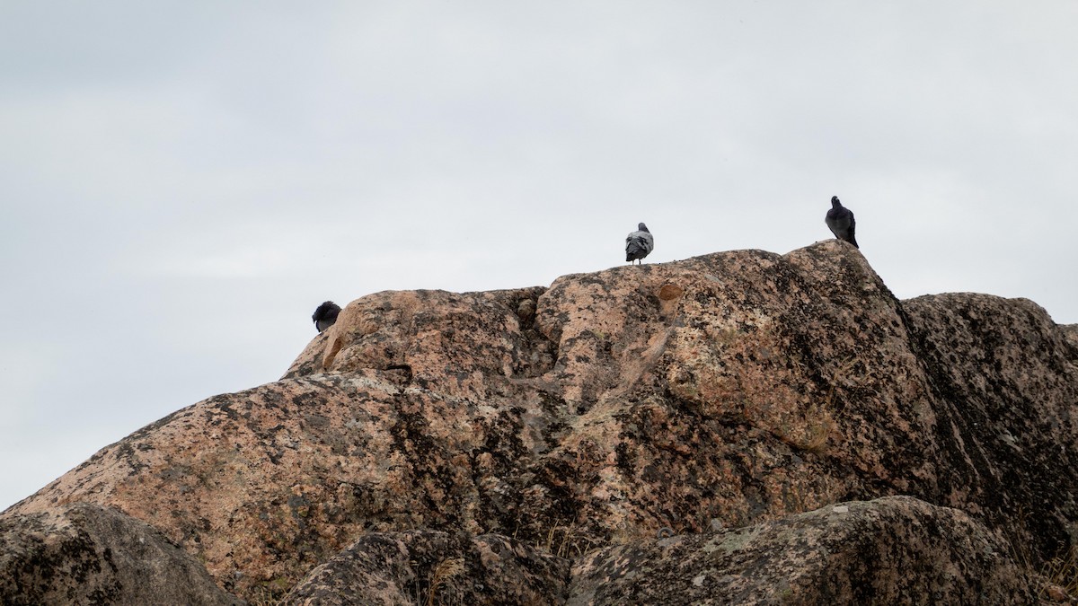 Хөхвөр тагтаа (суурин газрын) - ML506224011