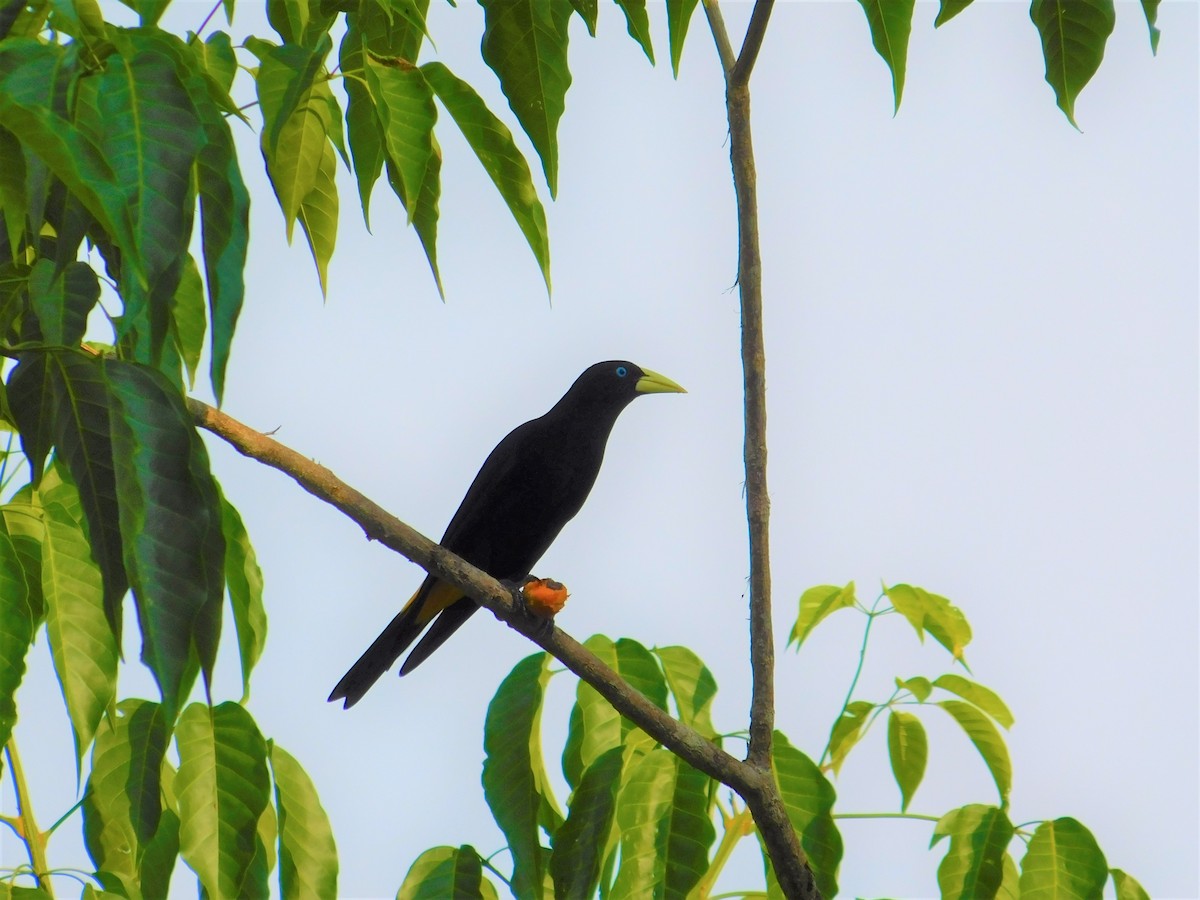 soldatoropendola - ML506224201