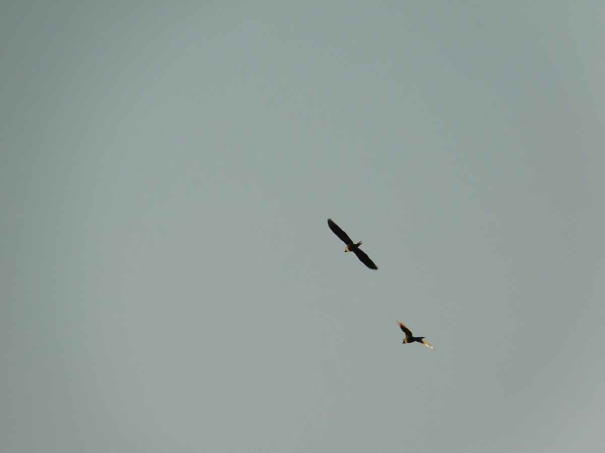 Chestnut-fronted Macaw - Juan Camilo Duque