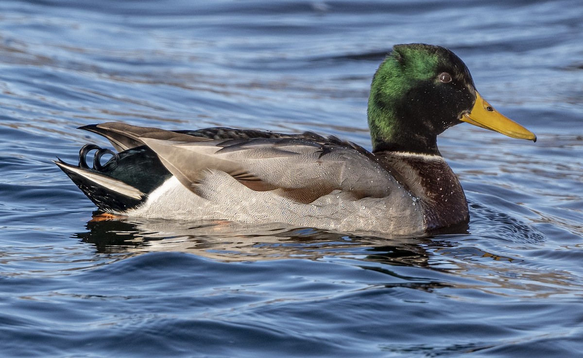 Mallard - ML506224711