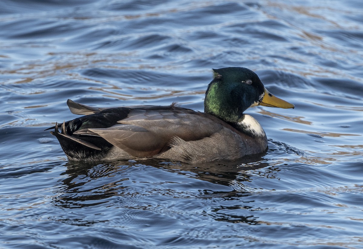 Mallard (Domestic type) - ML506224741