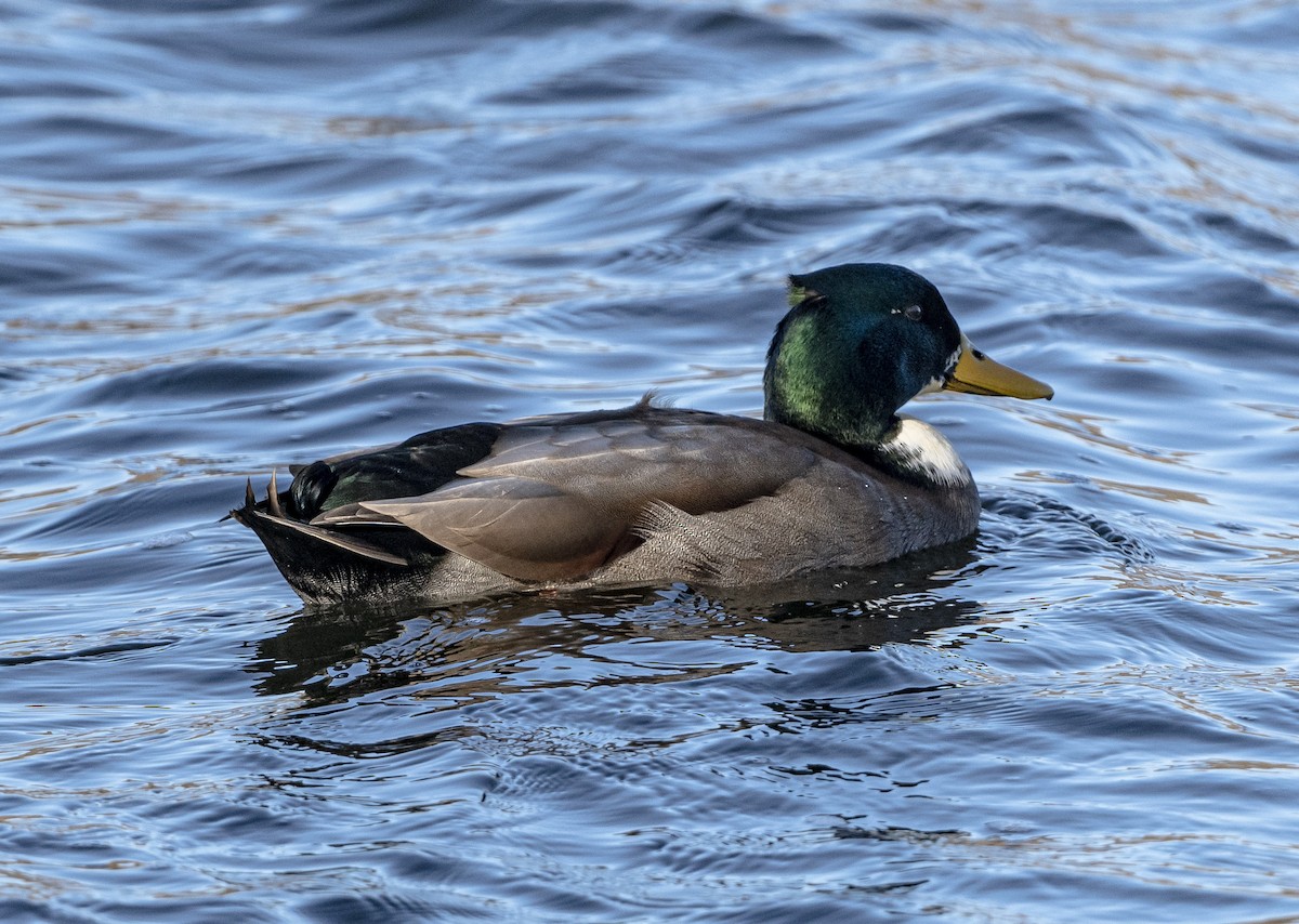 Mallard (Domestic type) - ML506224751