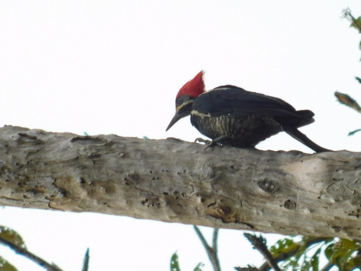 Lineated Woodpecker - Juan Camilo Duque