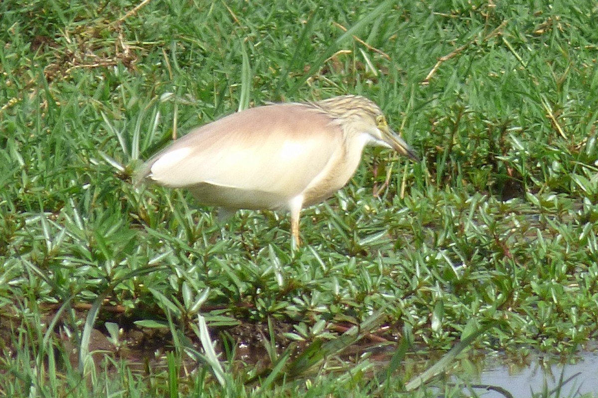 Squacco Heron - ML50622511