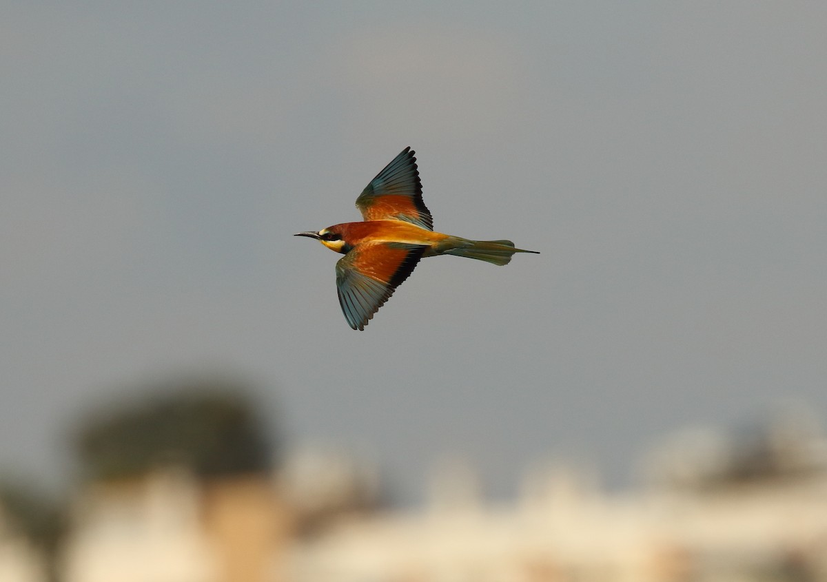 European Bee-eater - ML506225371