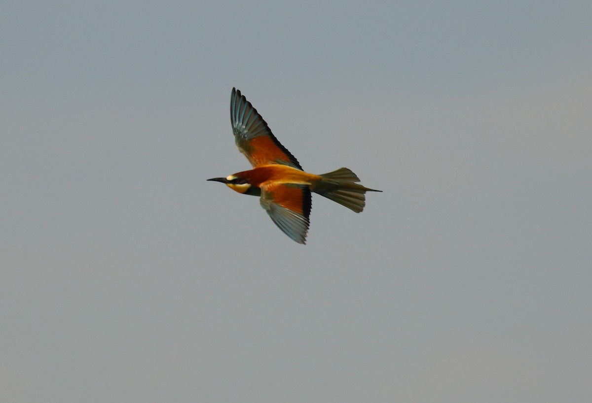 European Bee-eater - ML506225381