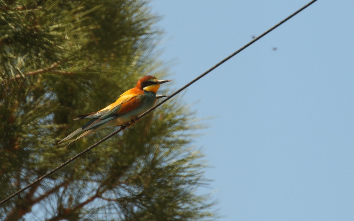 European Bee-eater - ML506225411