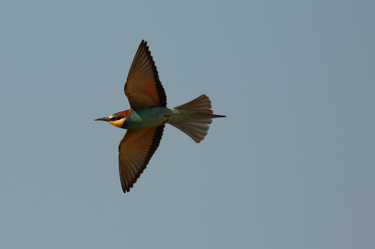 European Bee-eater - ML506225431