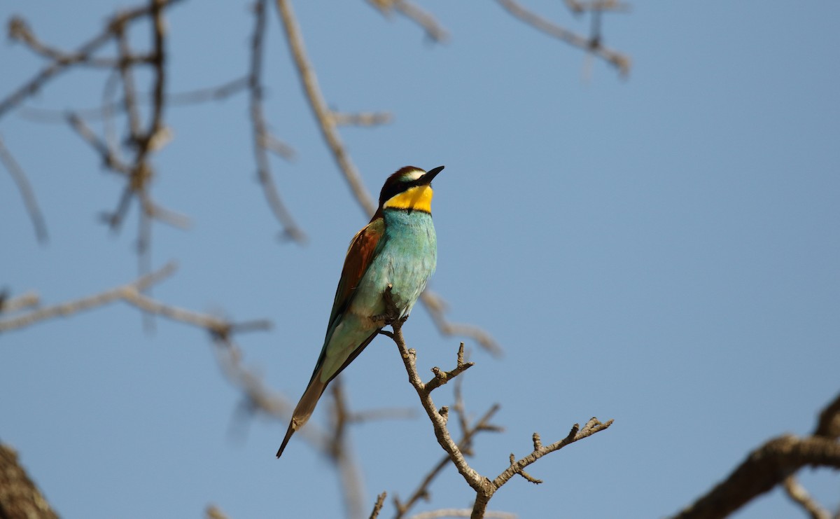 European Bee-eater - ML506225441