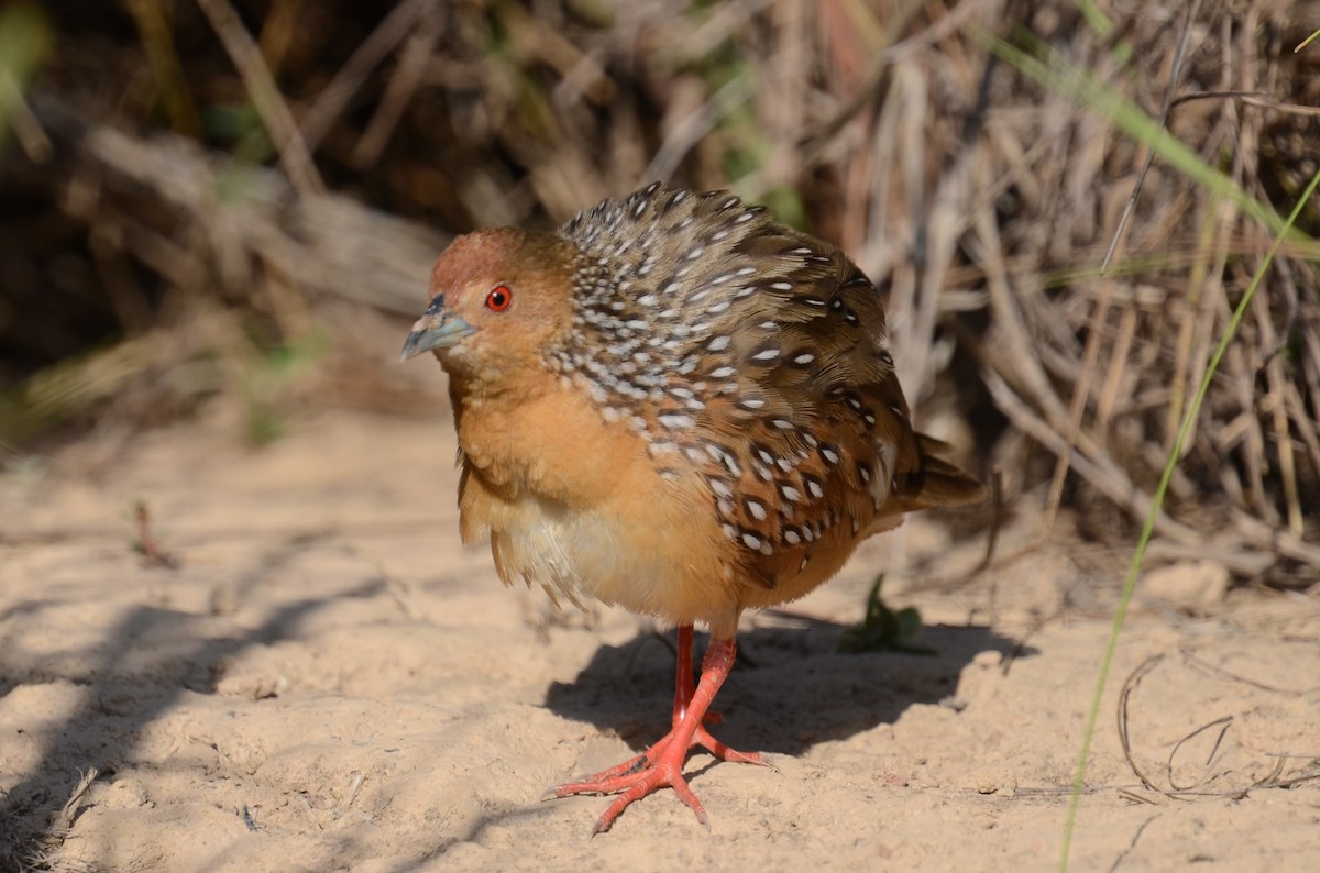 Ocellated Crake - Alain Rouge