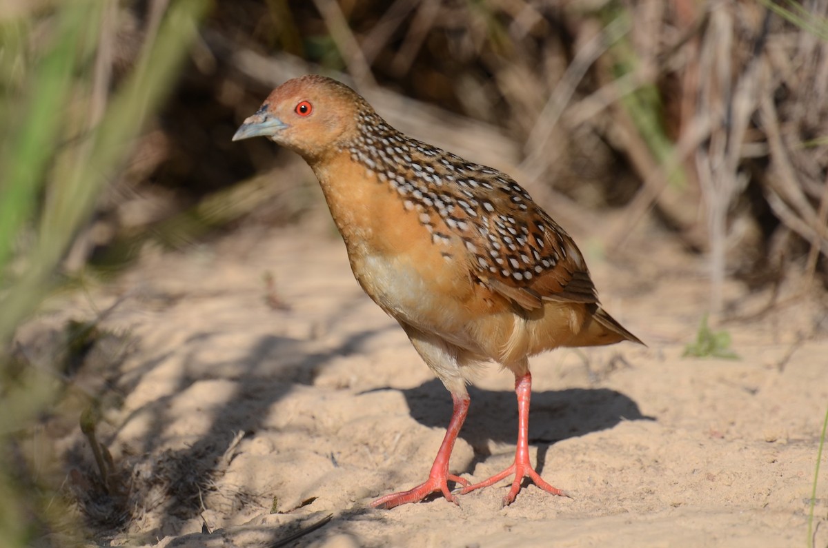 Ocellated Crake - ML506226371