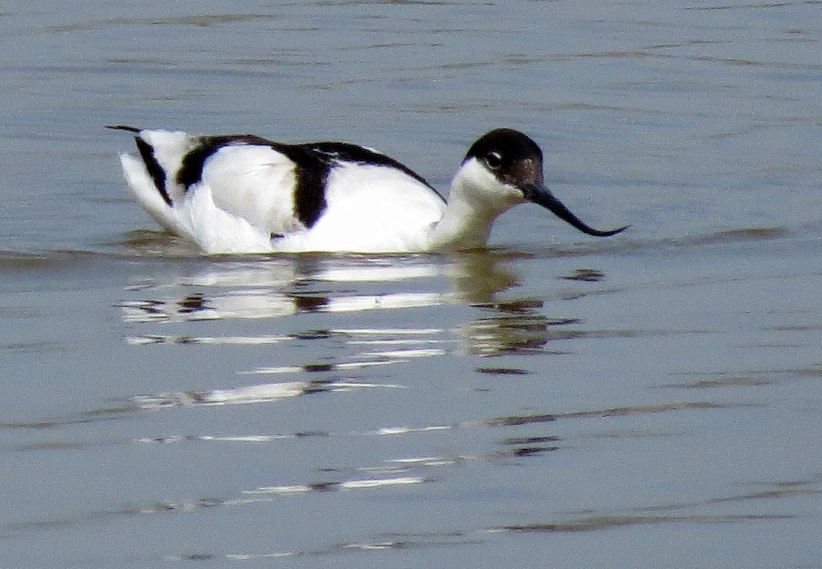 Avocette élégante - ML50622651