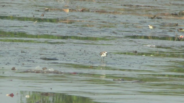 Javan Plover - ML506226551