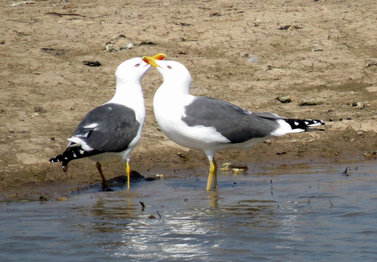 Lesser Black-backed Gull - ML50622711