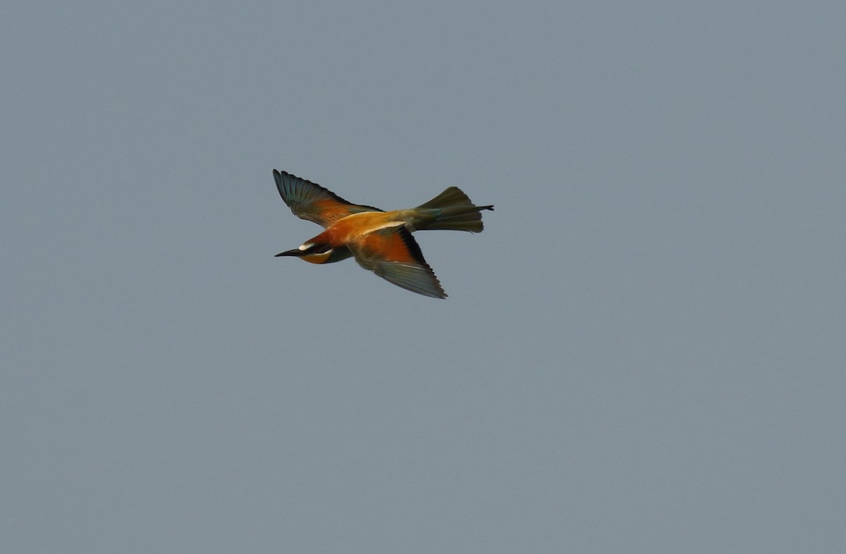 European Bee-eater - ML506227121