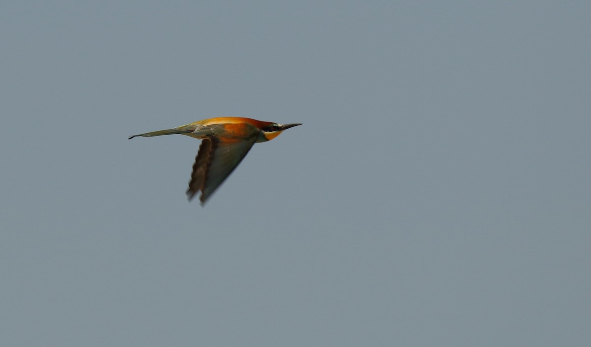 European Bee-eater - ML506227131