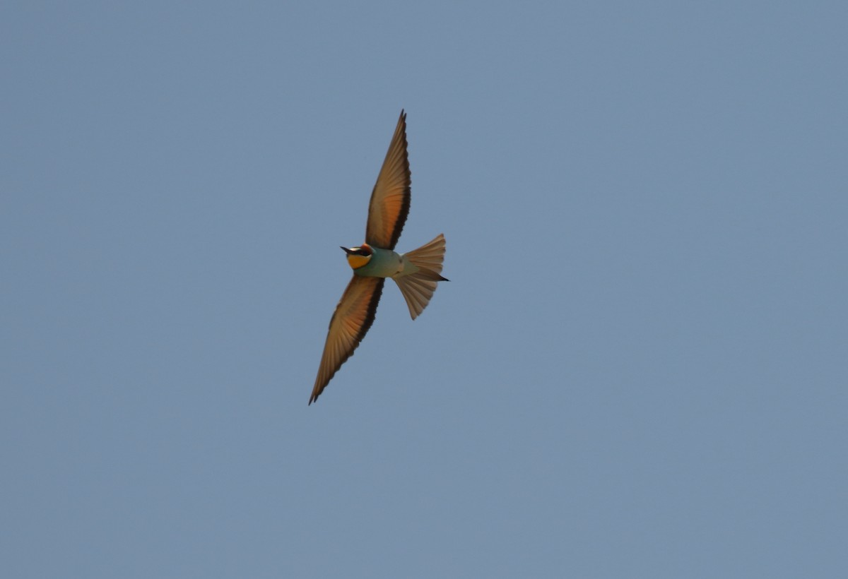 European Bee-eater - ML506227141