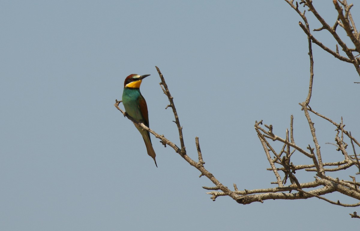 European Bee-eater - ML506227151