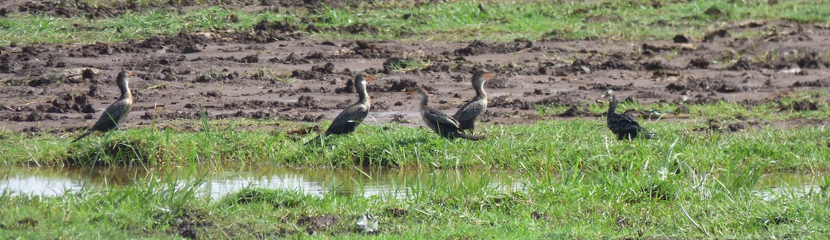 Long-tailed Cormorant - ML50622731