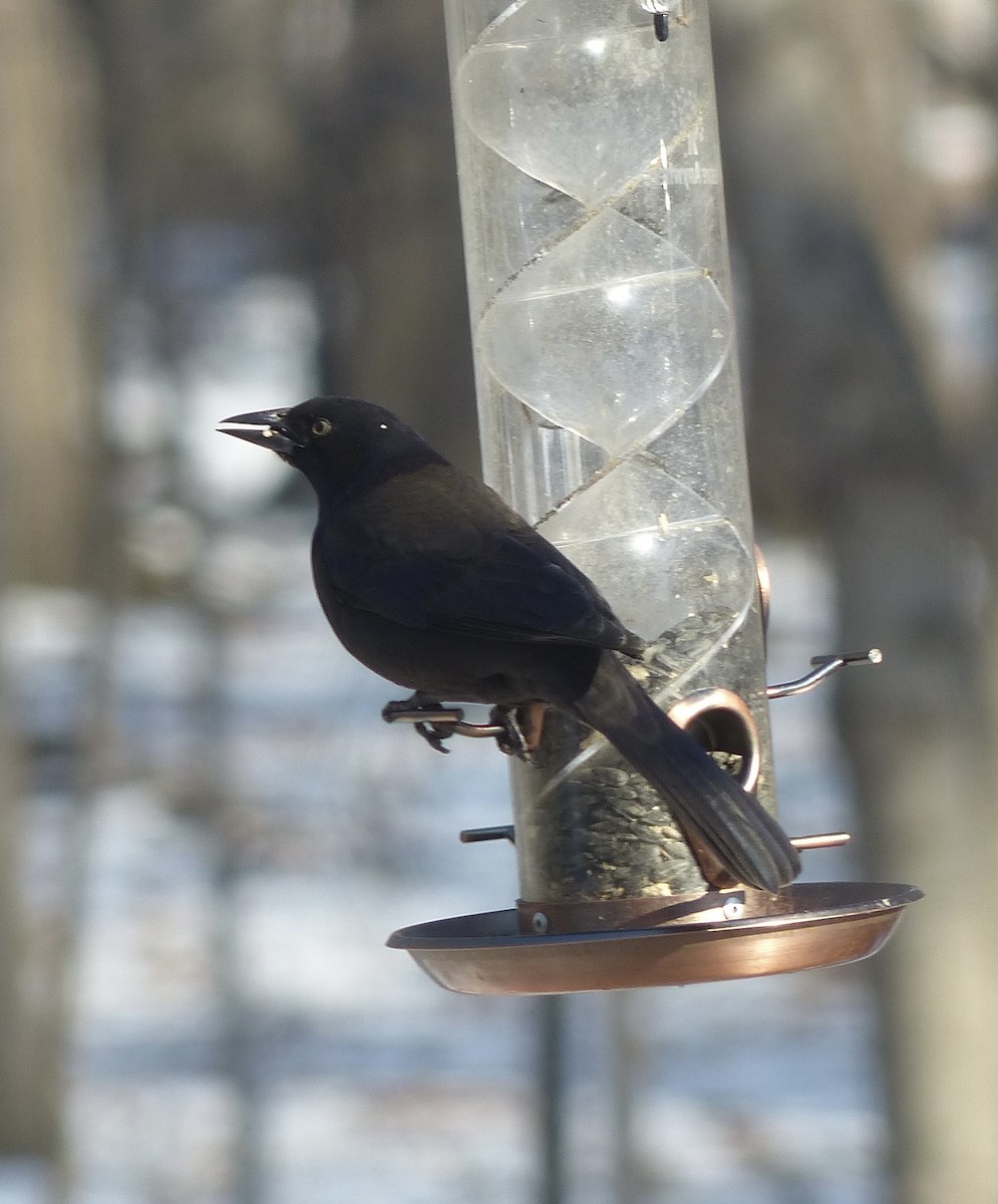 Common Grackle (Bronzed) - ML506227911