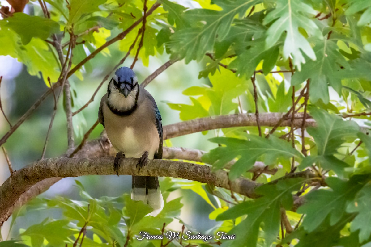 Blue Jay - ML506228191