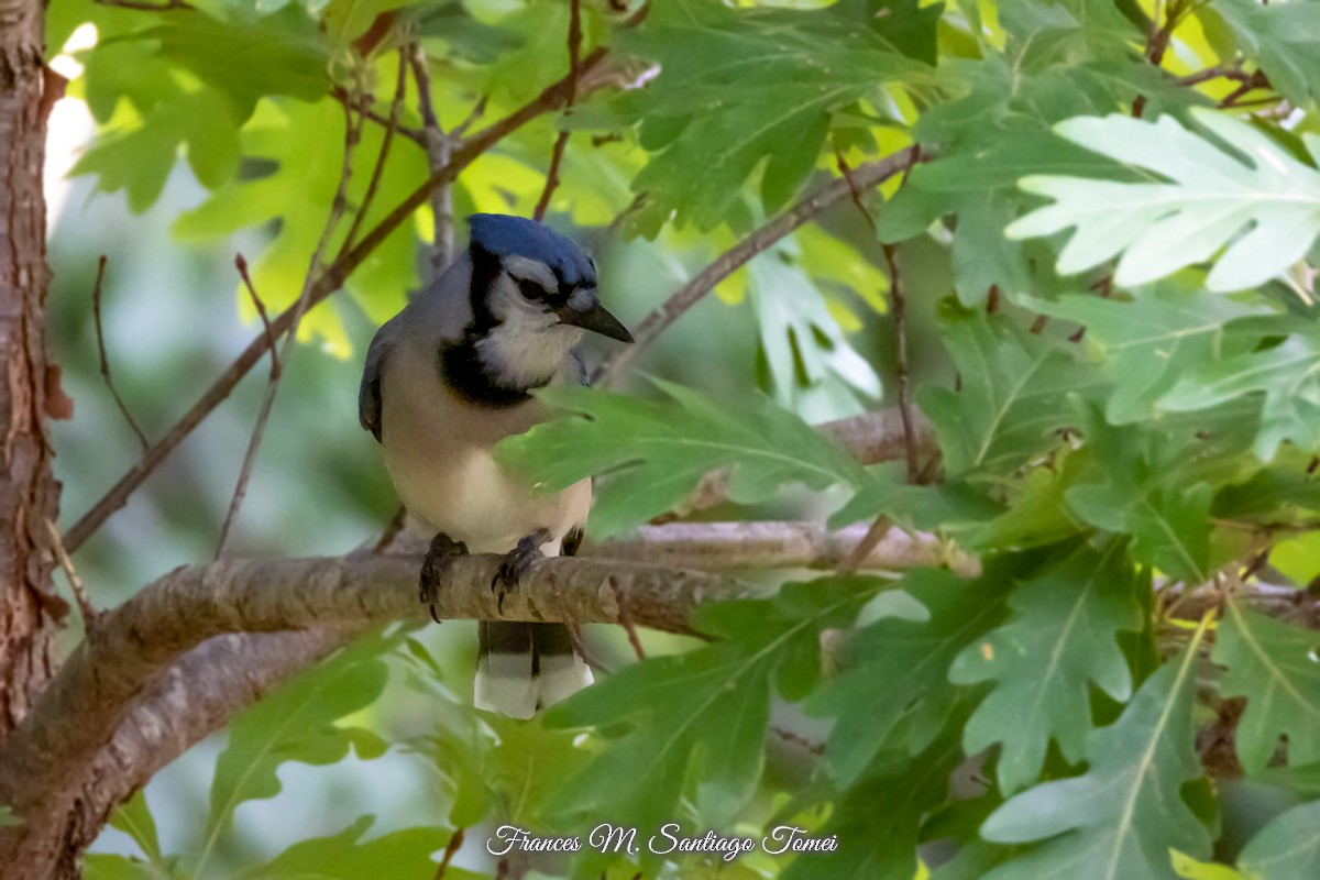 Blue Jay - ML506228201