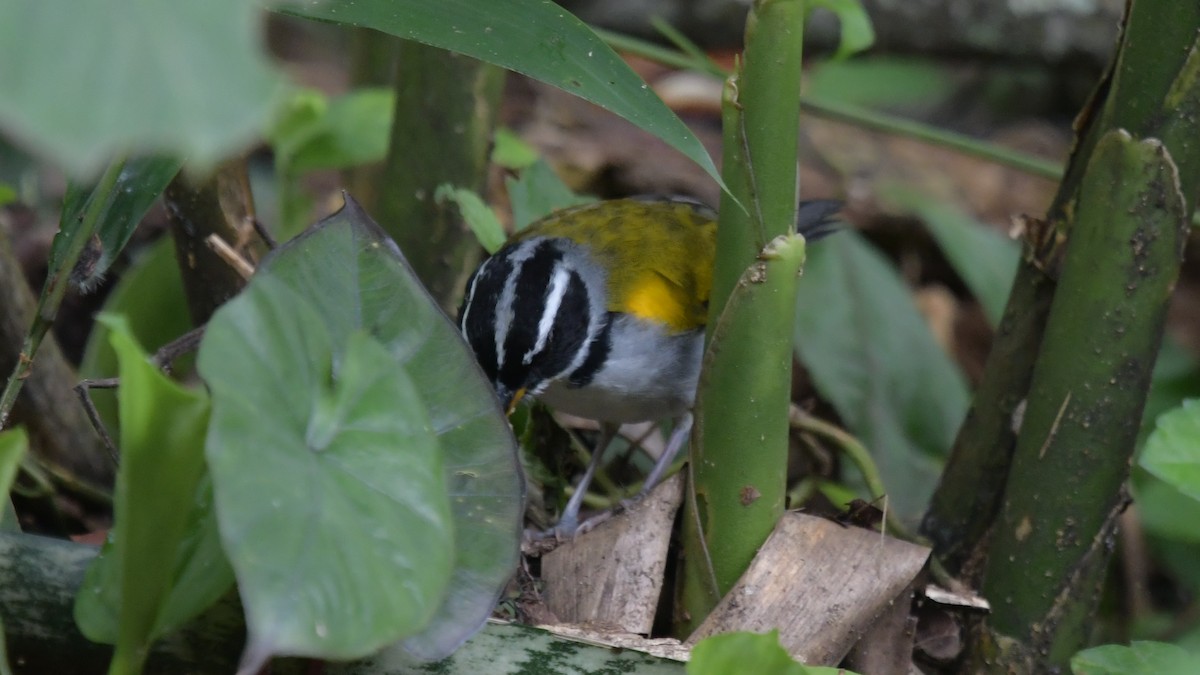 Pectoral Sparrow (Yellow-mandibled) - ML506229141