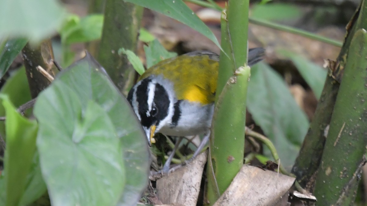 Pectoral Sparrow (Yellow-mandibled) - ML506229151