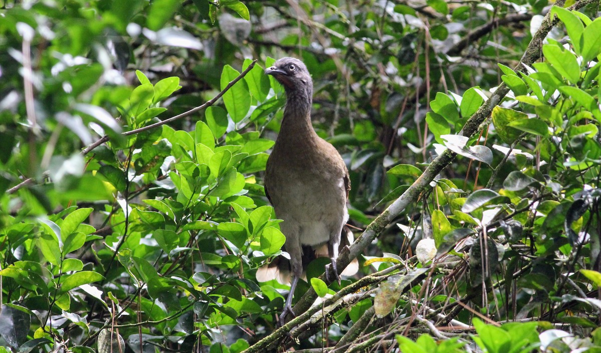 Gray-headed Chachalaca - Thad Roller