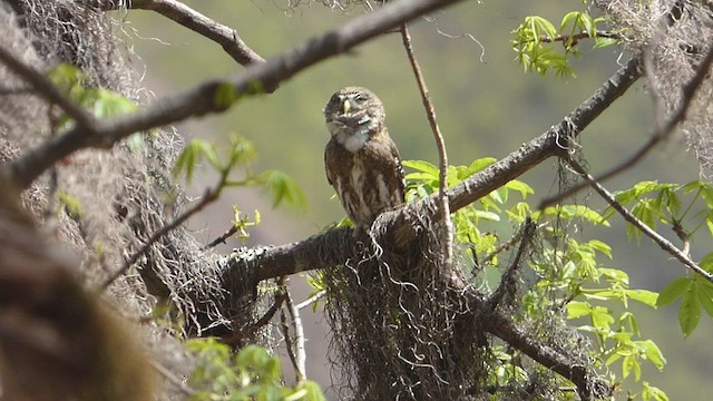Peruvian Pygmy-Owl - ML506230261