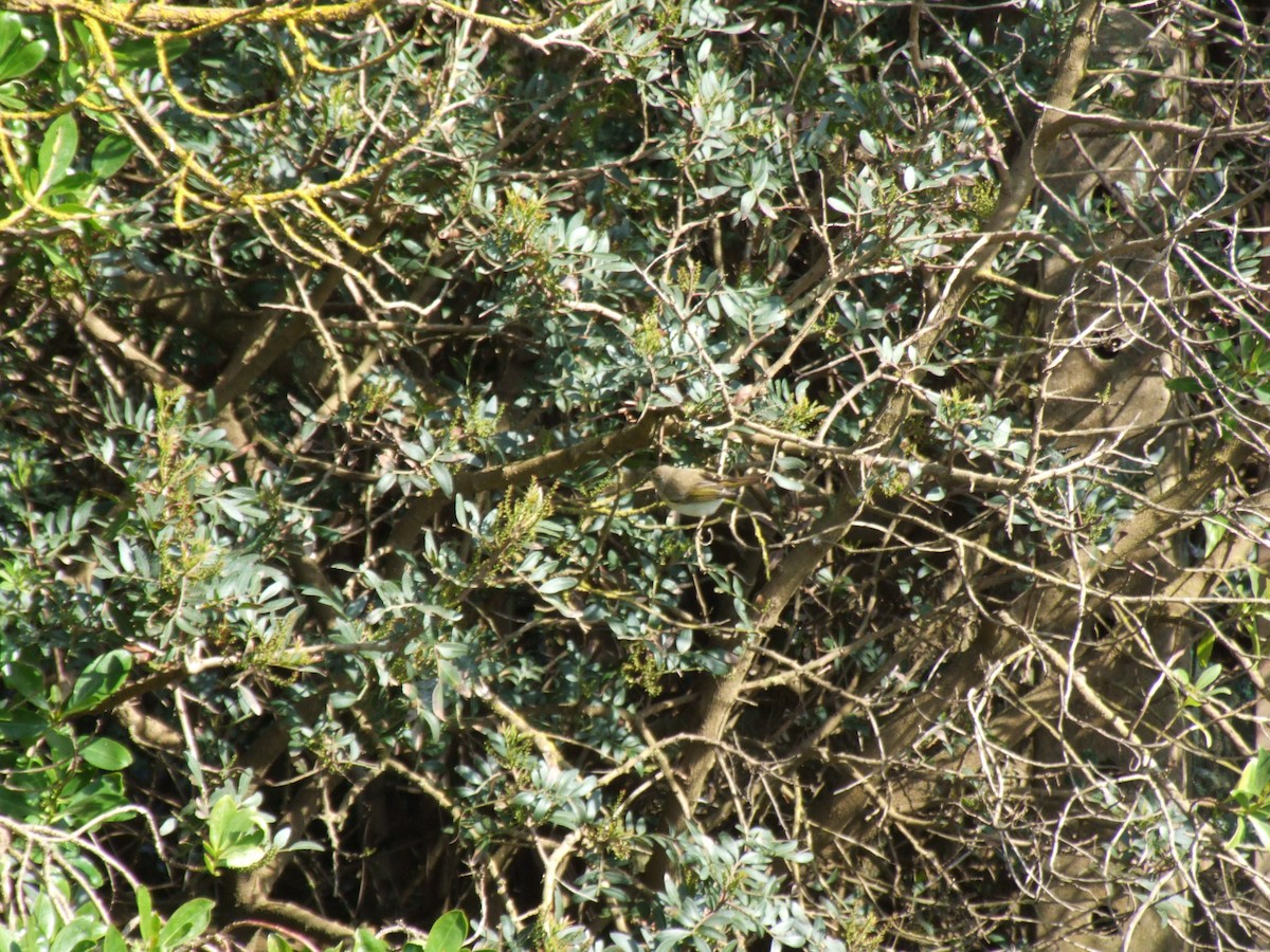 Mosquitero Papialbo - ML506230271